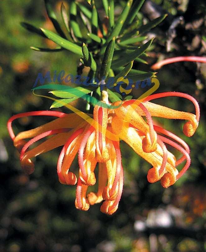 Particolare del fiore Particolare del fiore