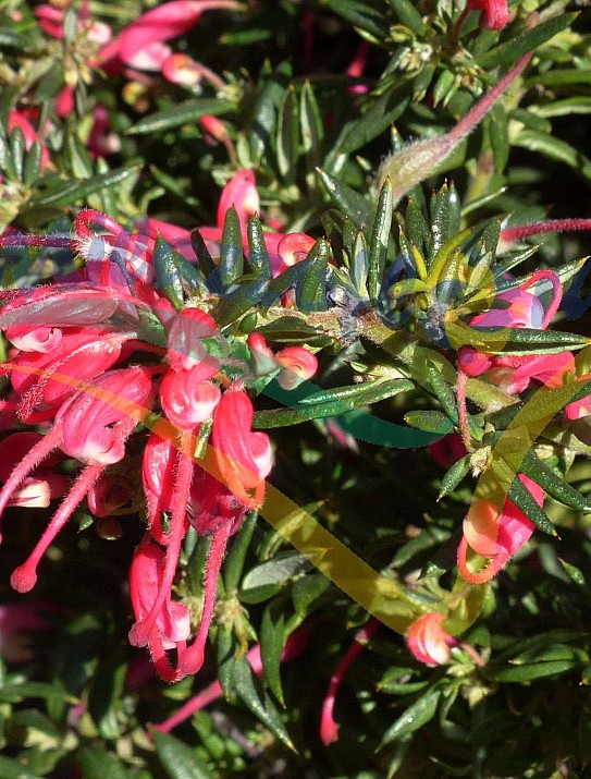 Grevillea  Grevillea