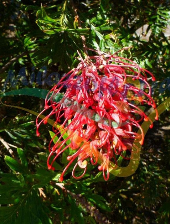Grevillea Grevillea