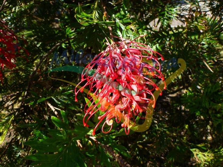 Particolare del fiore Particolare del fiore