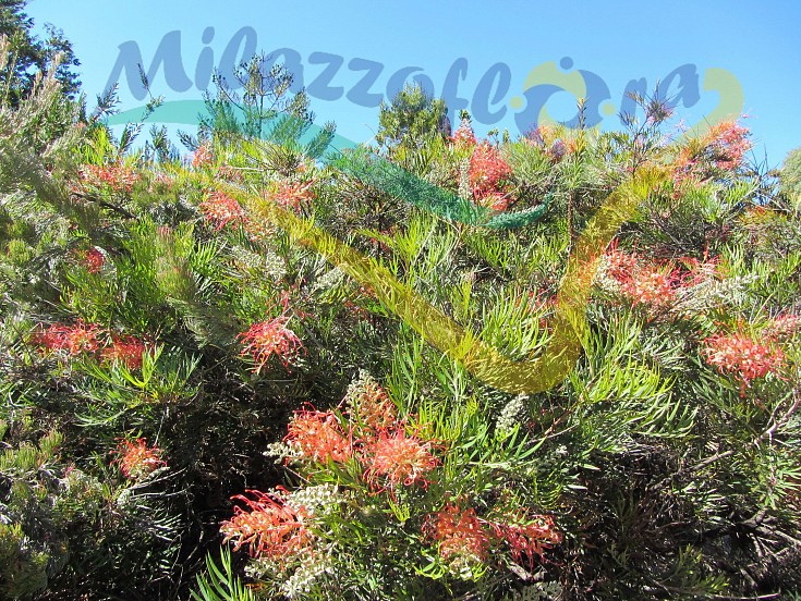 Pianta adulta in giardino Pianta adulta in giardino