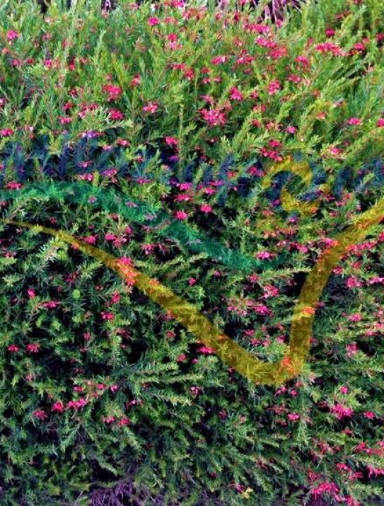 Grevillea de hojas de romero Grevillea de hojas de romero