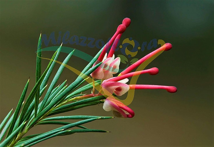 Particolare del fiore Particolare del fiore