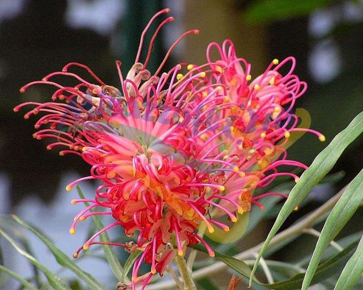 Particolare del fiore Particolare del fiore