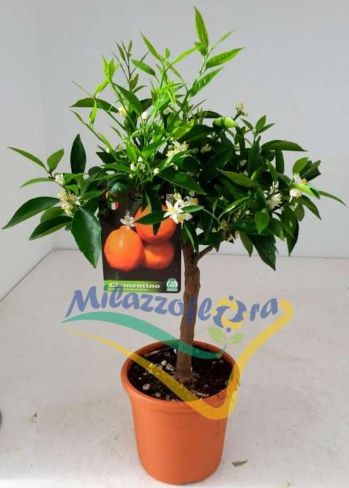 Alberello V. 20 Alberello V. 20