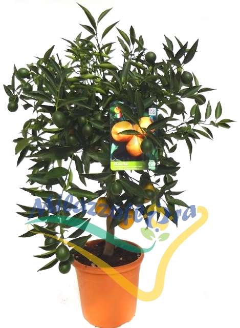 Alberetto V. 20 Alberetto V. 20