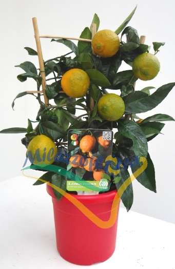 Spalliera V. 15 Spalliera V. 15