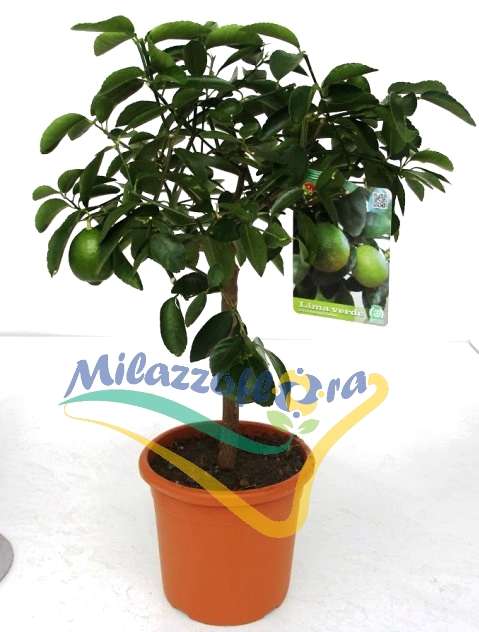 Alberello V. 20 Alberello V. 20