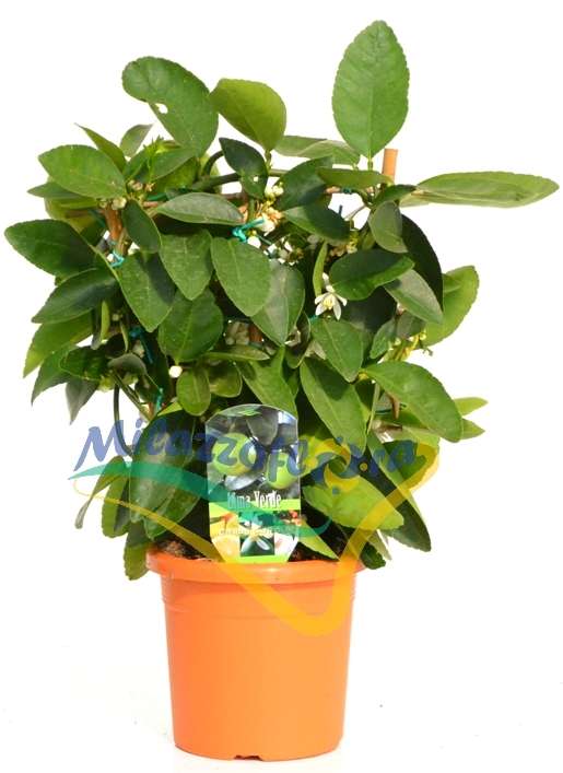 Spalliera V. 20 Spalliera V. 20