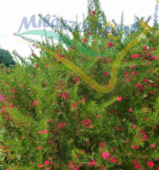 Aspetto in giardino senza potatura Aspetto in giardino senza potatura