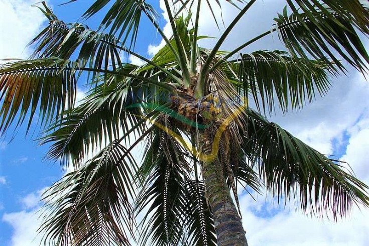 Howea forsteriana Howea forsteriana