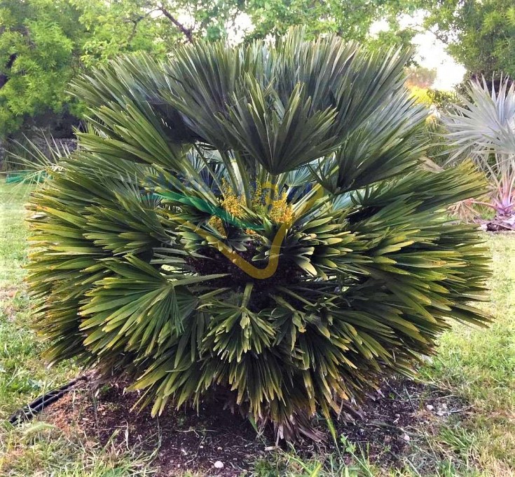 Chamaerops humilis subsp. Vulcan Chamaerops humilis subsp. Vulcan