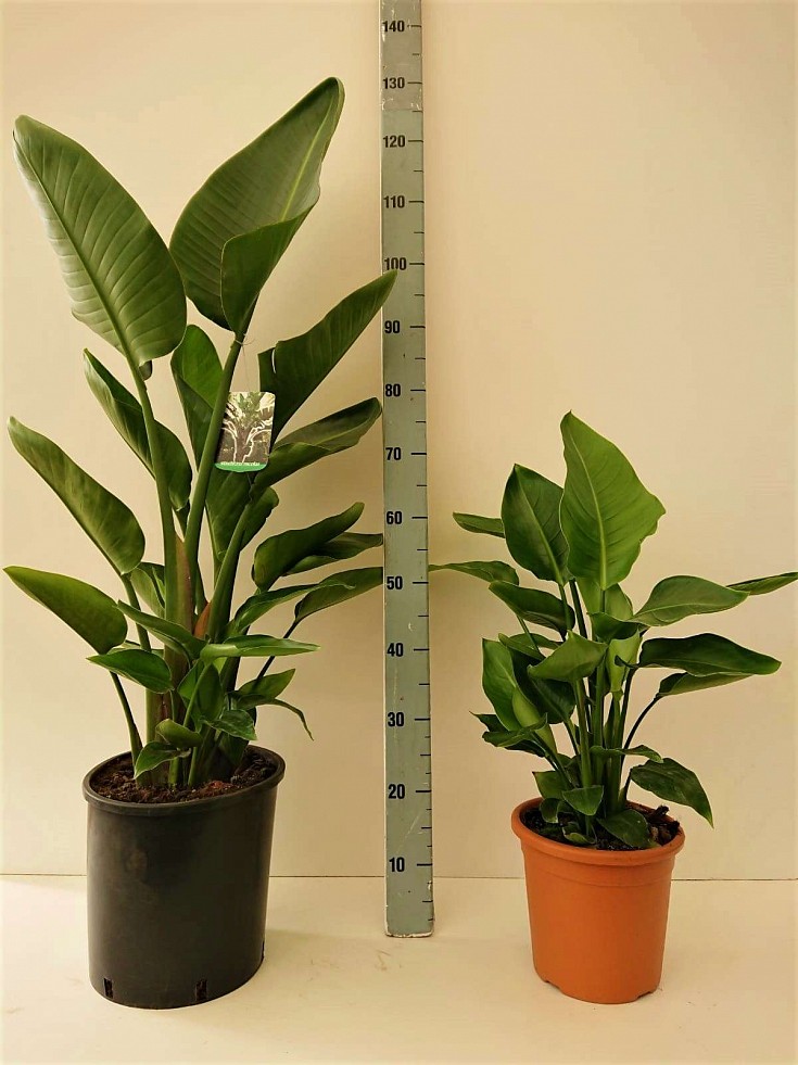 Touffe V.20(5l) e V.26(12l) Touffe V.20(5l) e V.26(12l)