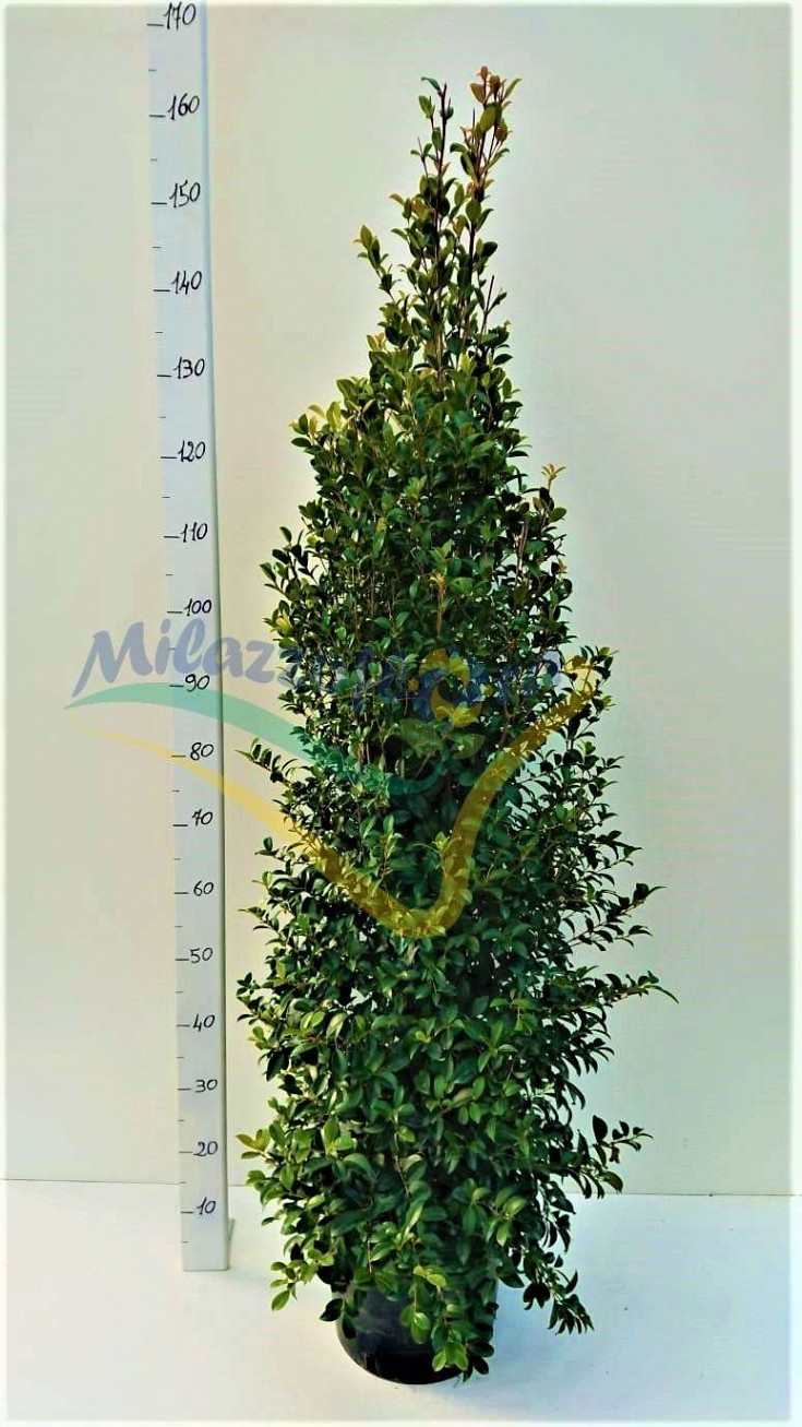 Bush Pot 26 Bush Pot 26