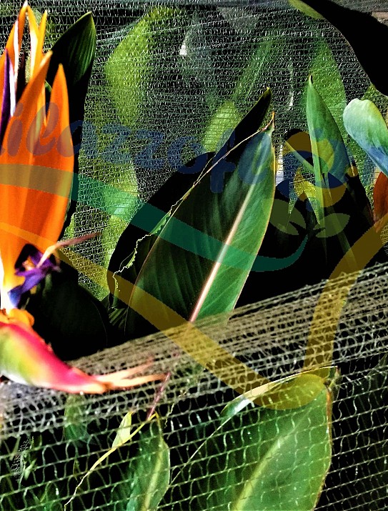 Bird of paradise Bird of paradise