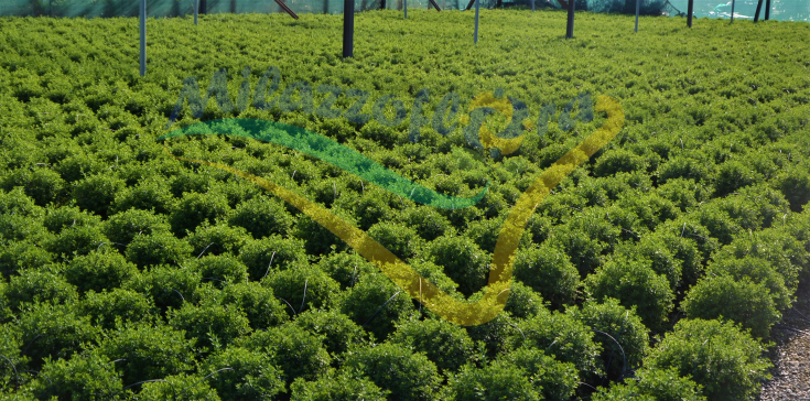 Veduta in campo Veduta in campo