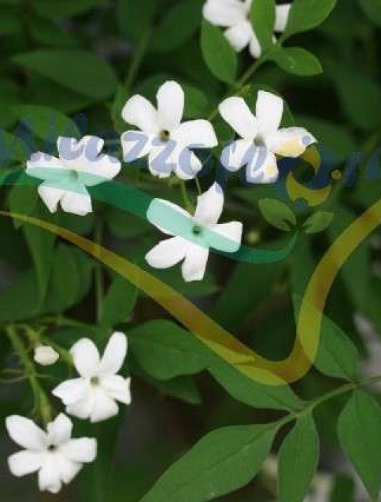 Common jasmine Common jasmine