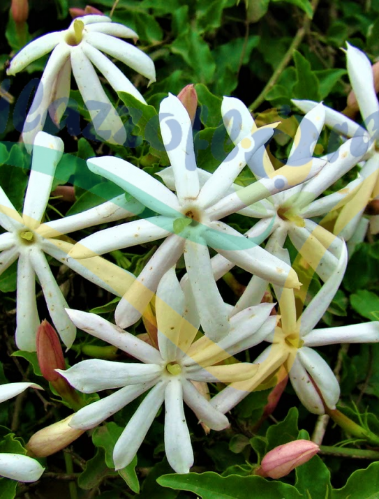 Jasmin étoilé d'Afrique Jasmin étoilé d'Afrique