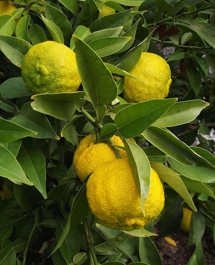 Frutti in maturazione Frutti in maturazione