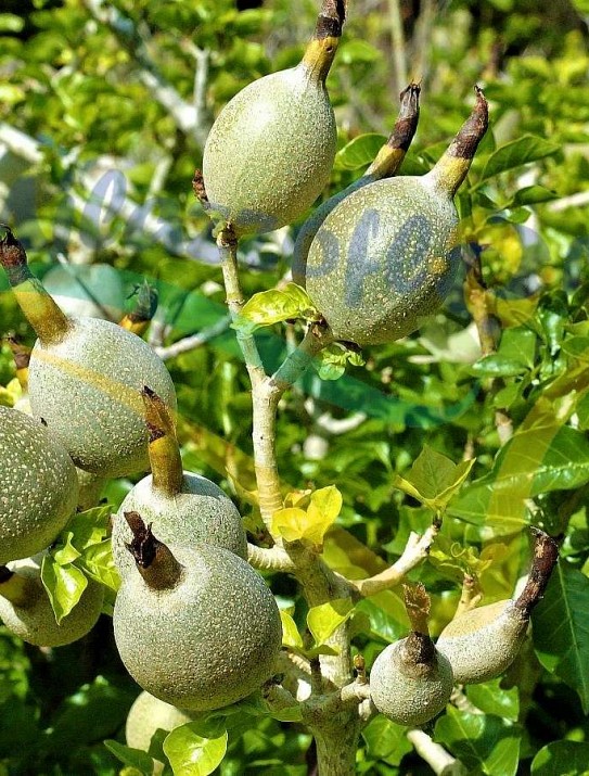 “Thunberg’s gardenia” “Thunberg’s gardenia”