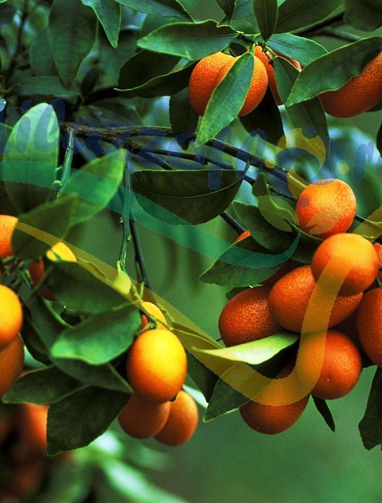 Kumquat nagami (à fruit ovale)