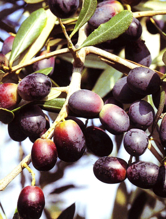 Olea europea Olea europea