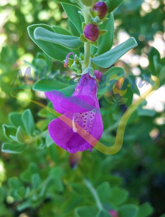 Texas sage  Texas sage