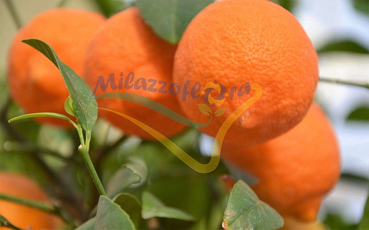 Frutto maturo Frutto maturo