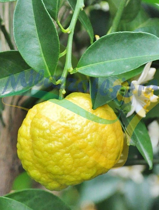 The sweet lime from Rome
