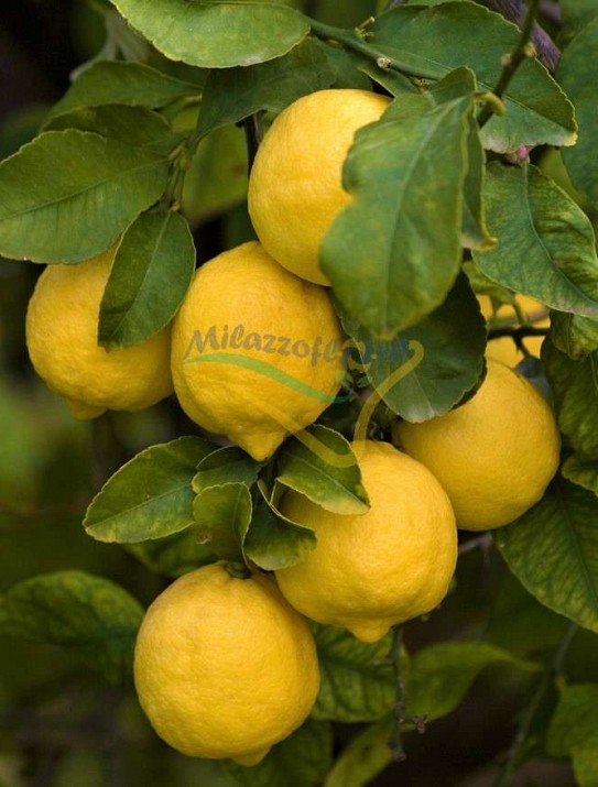 Siracusa lemon