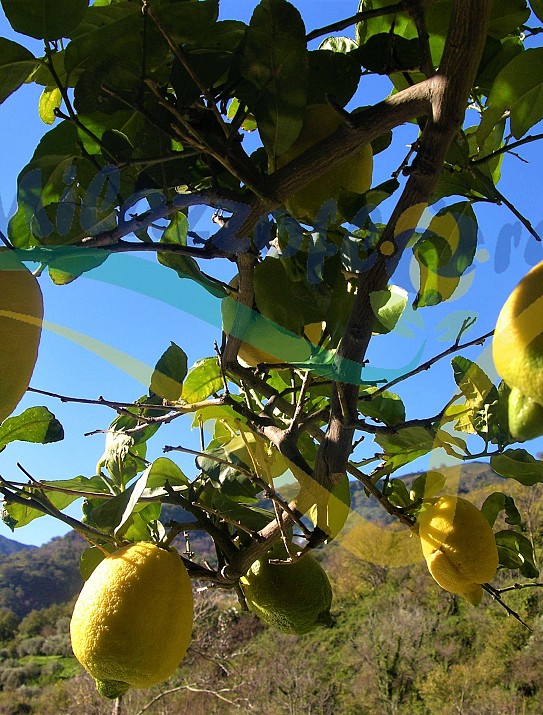 Citrus limon 