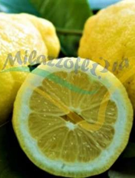 Citrus limon 