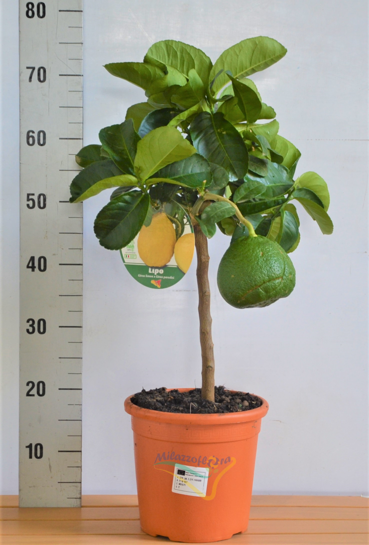 Lipo vaso 20 Lipo vaso 20