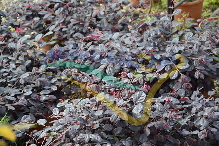 Veduta in campo Veduta in campo