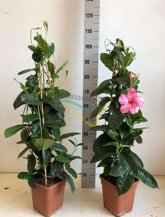 Mandevilla vrs Mandevilla vrs