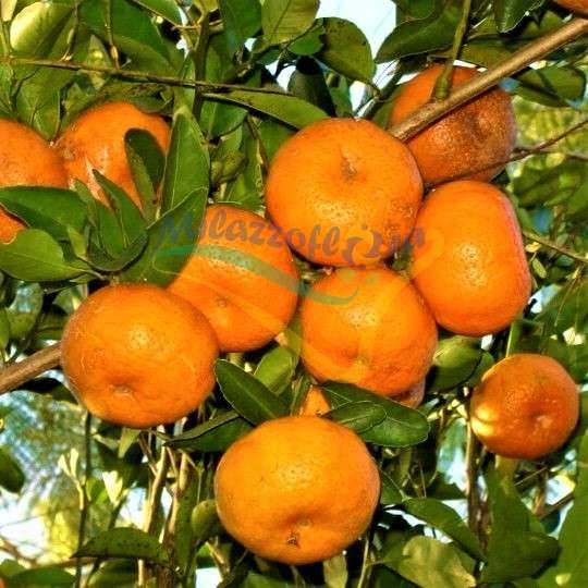 Las naranjas tangerinas