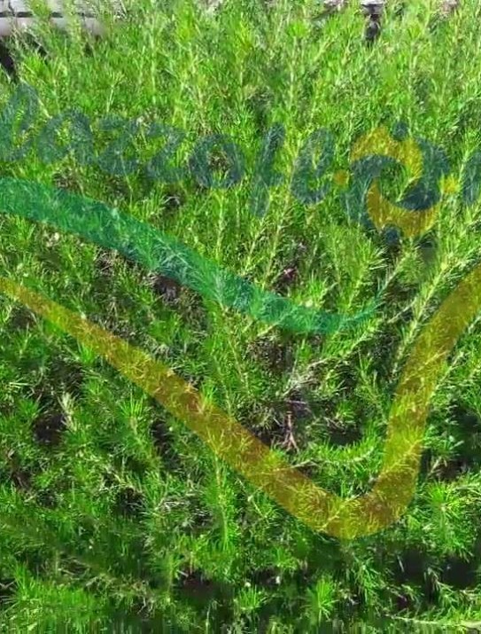 Prickly spider-flower Prickly spider-flower