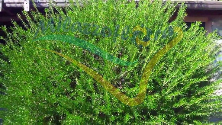 Aspetto in giardino seguendo una corretta potatura a fine inverno Aspetto in giardino seguendo una corretta potatura a fine inverno