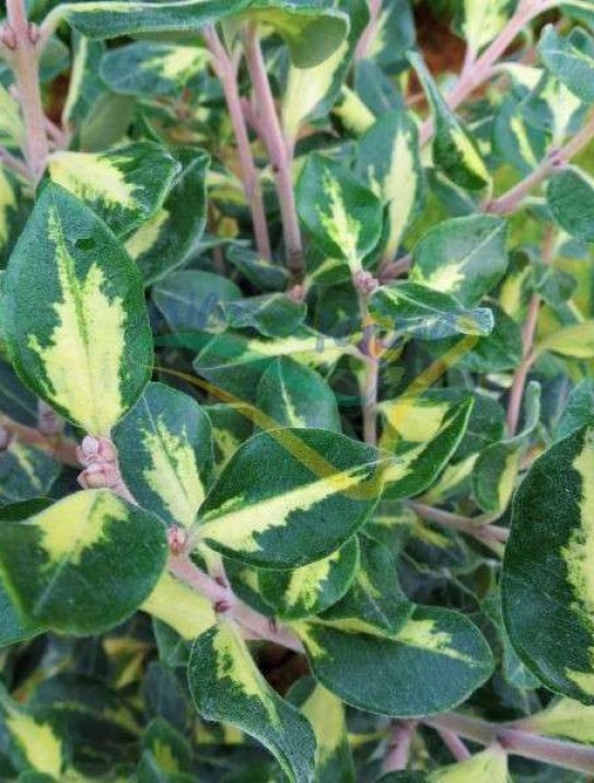 Metrosideros kermadecensis “Variegato” Metrosideros kermadecensis “Variegato”