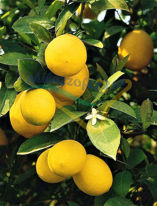 The Meyer lemon
