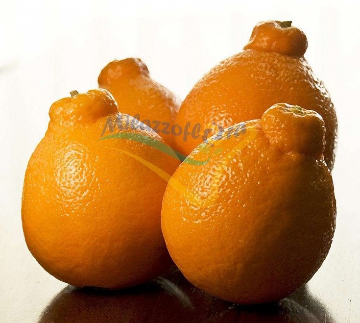 La varietà Minneola è un ibrido delle varietà di pompelmo 'Duncan' e del mandarino 'Dancy' La varietà Minneola è un ibrido delle varietà di pompelmo 'Duncan' e del mandarino 'Dancy'