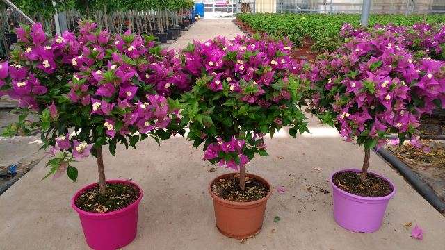 Produzione: Maimone Antonino Produzione: Maimone Antonino