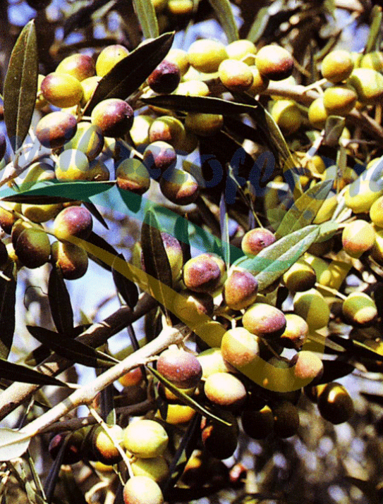 Olea europea Olea europea