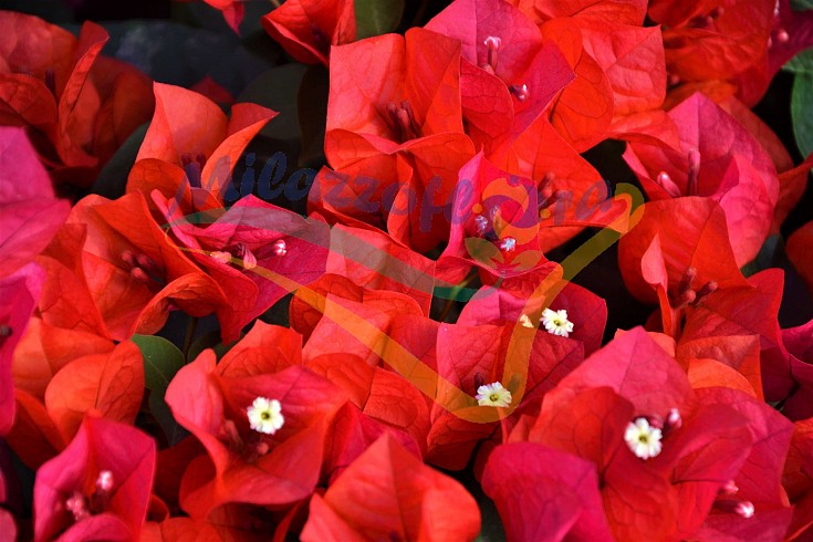 Bouganvillea X Buttiana Bouganvillea X Buttiana