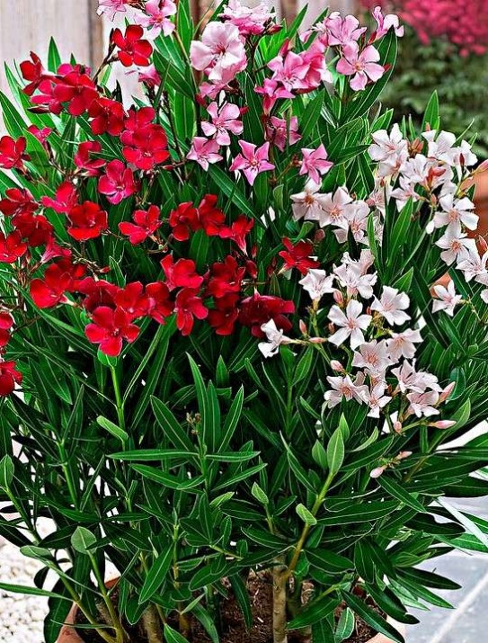 Oleander multicolor