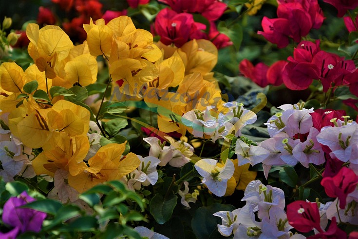 Mix color selection Mix color selection