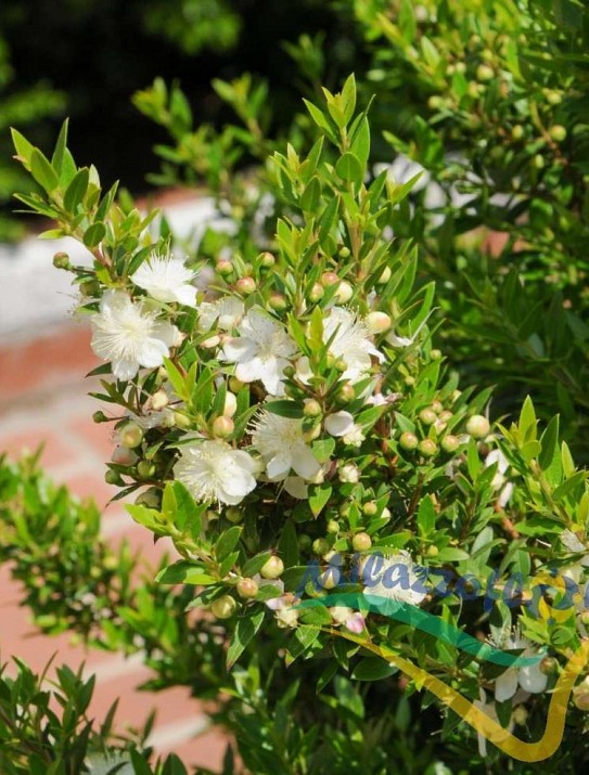 Myrtus Communis Myrtus Communis