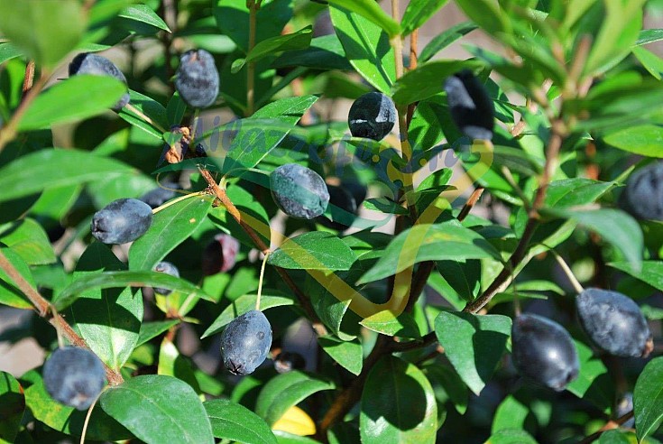 Particolare delle bacche Particolare delle bacche