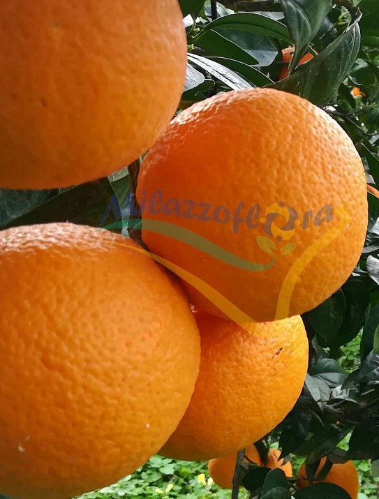 La naranja washington navel