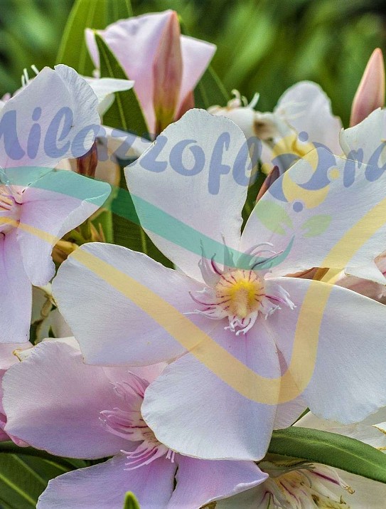 Nerium oleander Nerium oleander